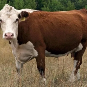 Казахска бяла порода крави